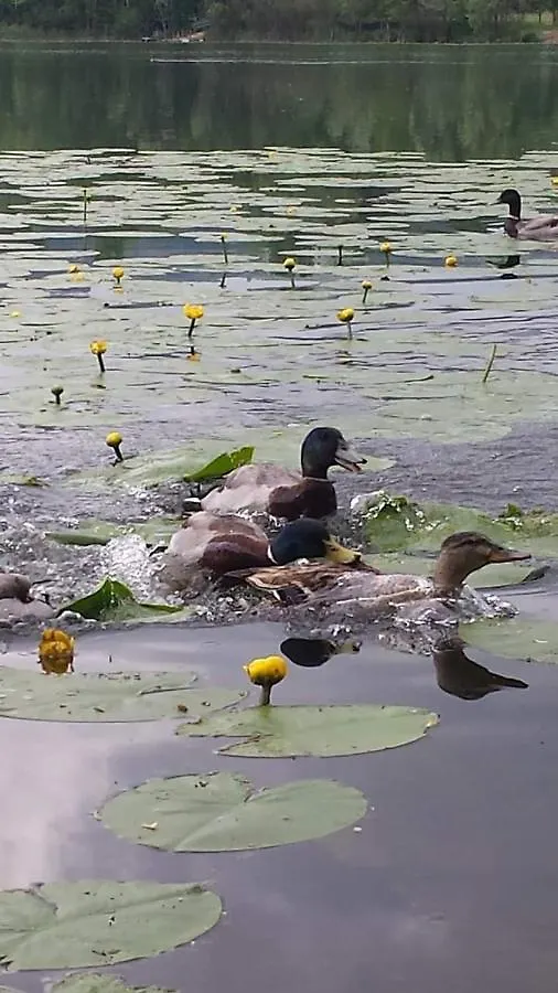 Al Lago Guest House Revine Lago Ιταλία